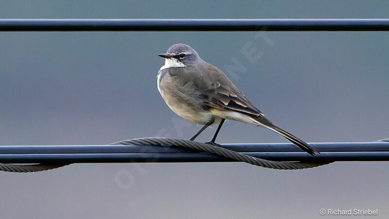 Cape Wagtail