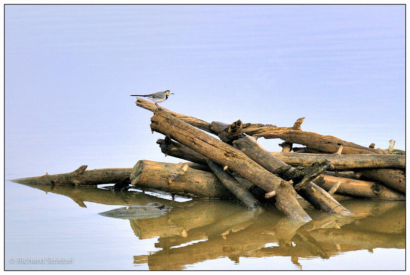 White Wagtail