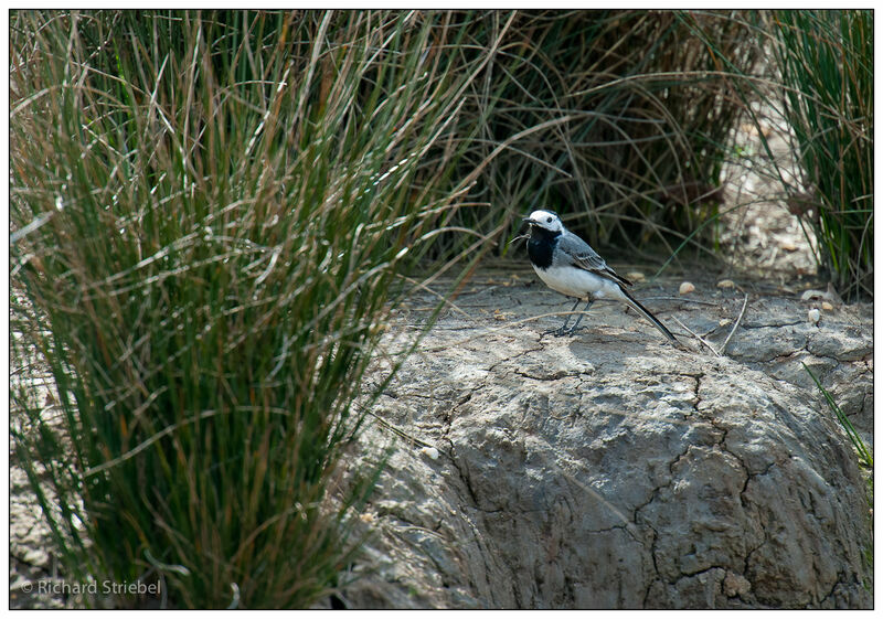 White Wagtail