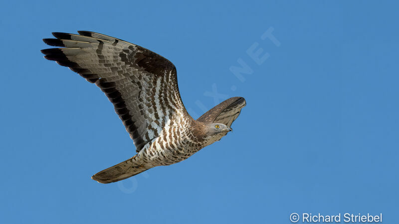 European Honey Buzzard