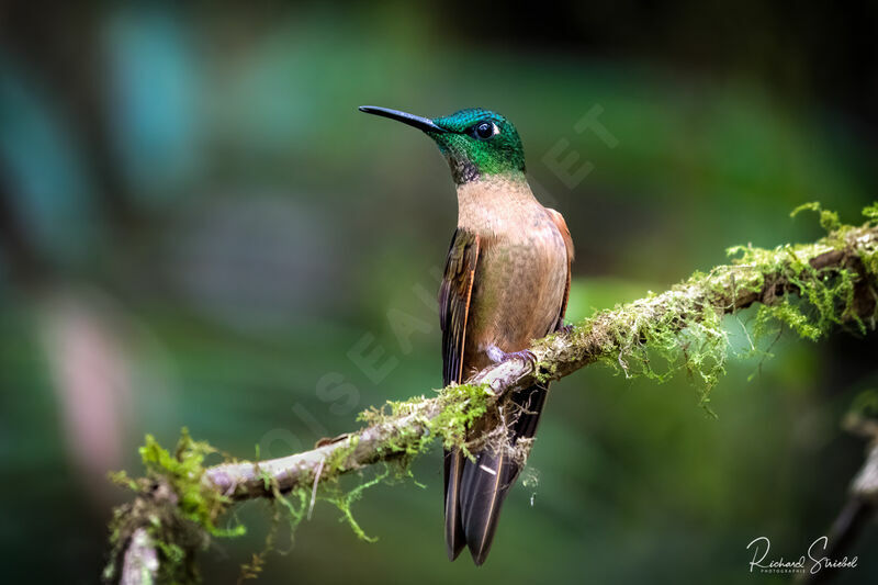 Fawn-breasted Brilliant