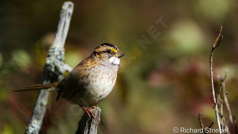 White-throated Sparrow