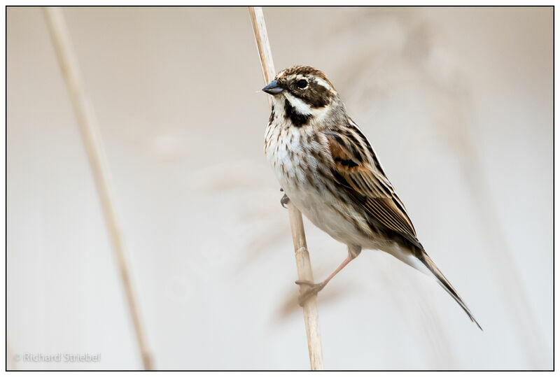 Common Reed Bunting, identification