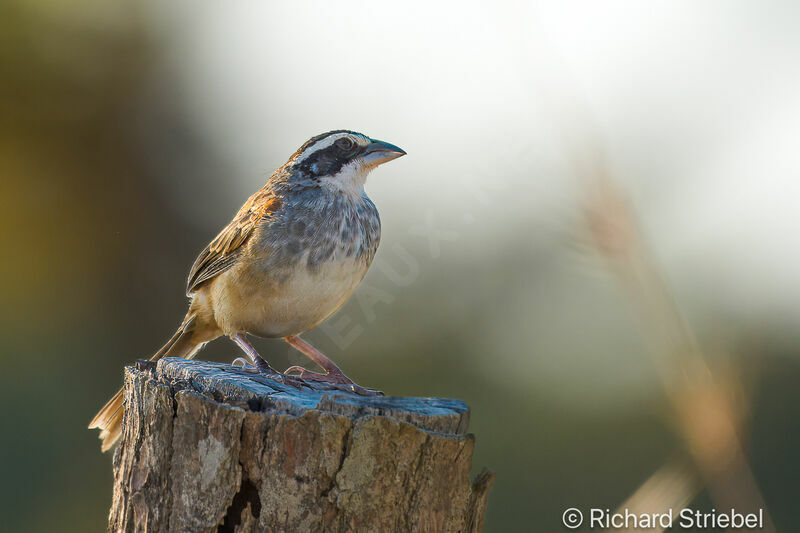 Stripe-headed Sparrow