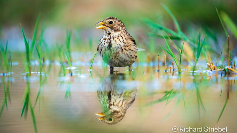 Corn Bunting