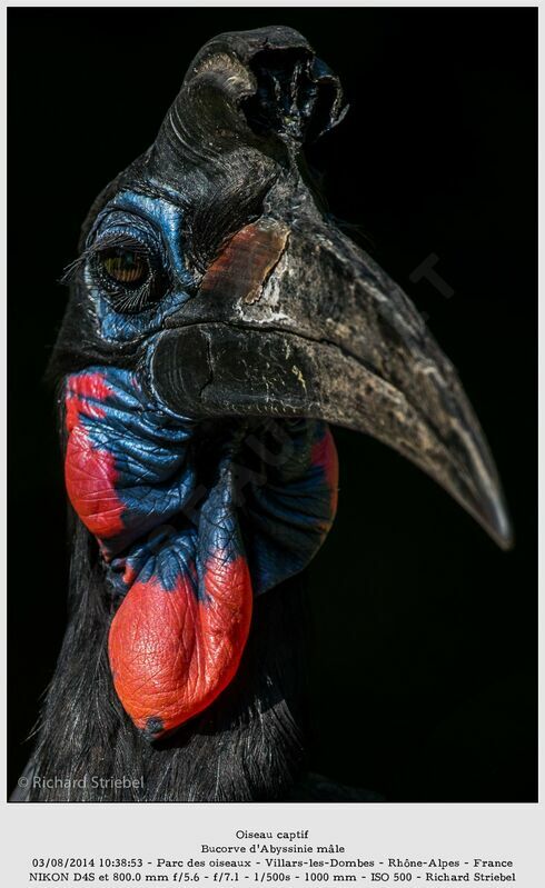 Abyssinian Ground Hornbill male adult