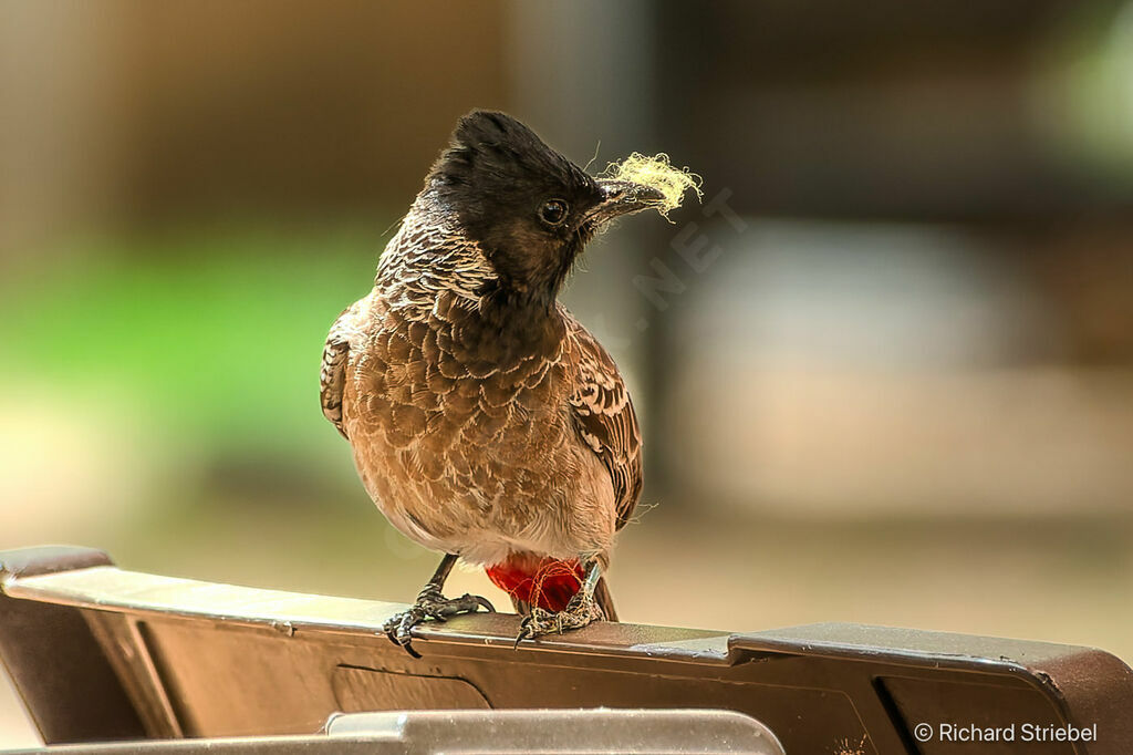 Bulbul à ventre rouge