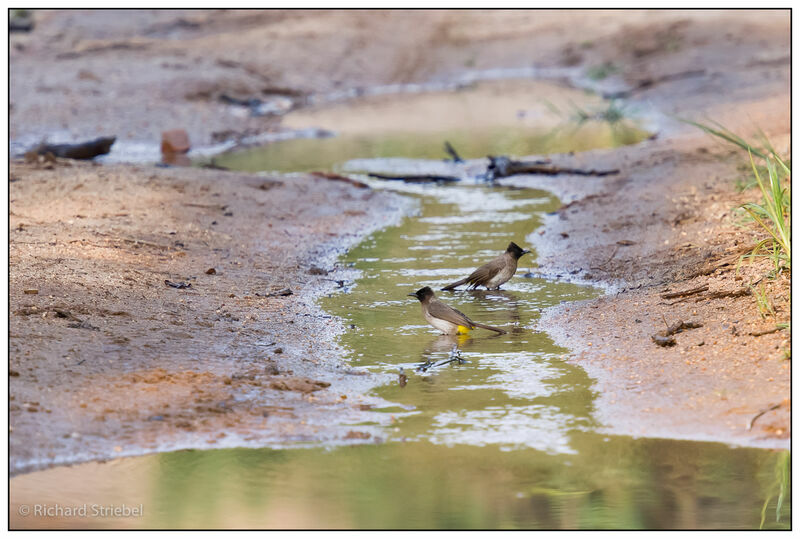 Bulbul tricolore