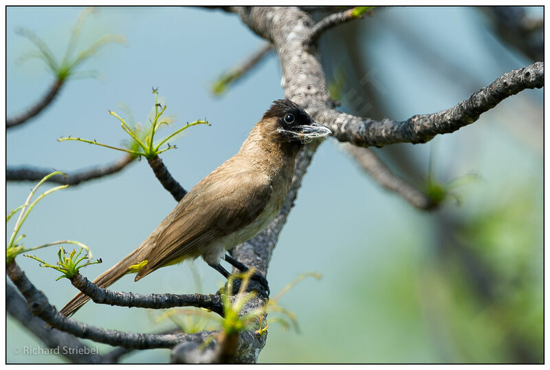 Bulbul tricolore