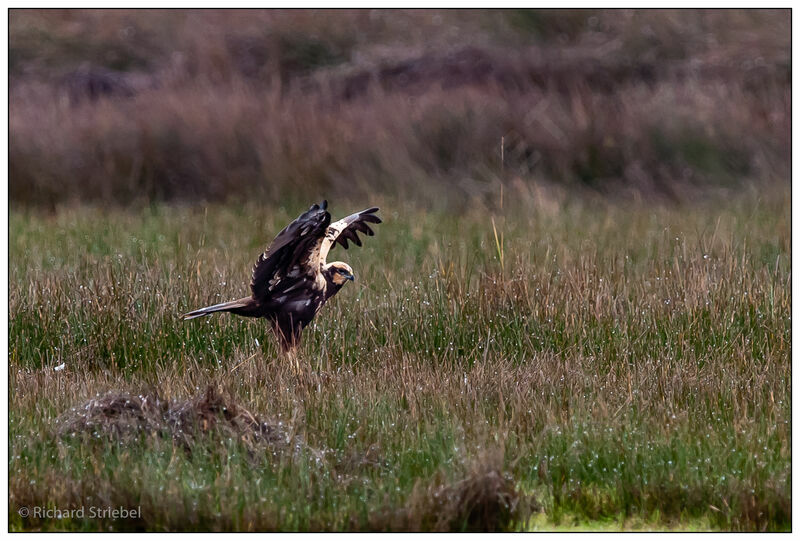 Western Marsh Harrier female