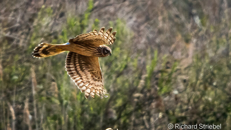 Hen Harrier