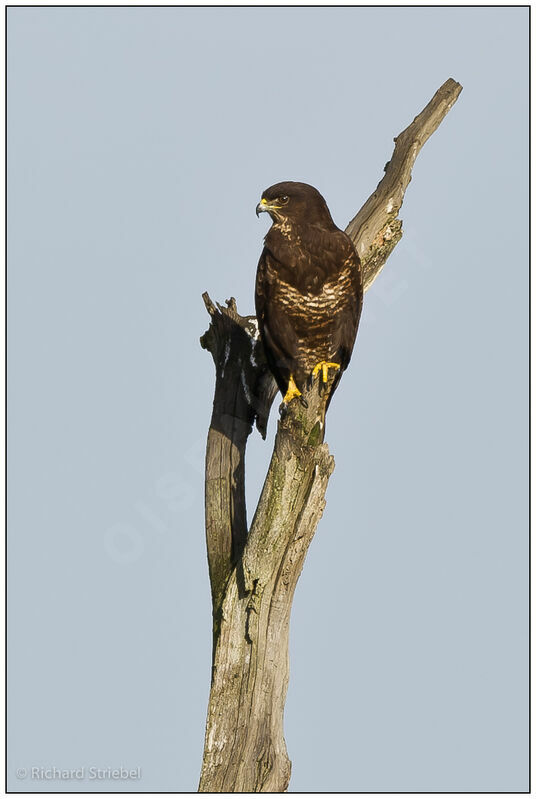 Common Buzzard