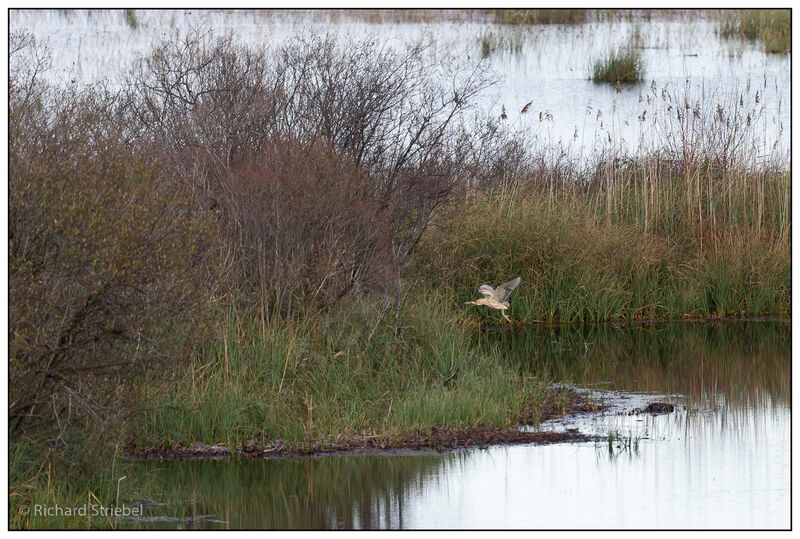 Eurasian Bittern