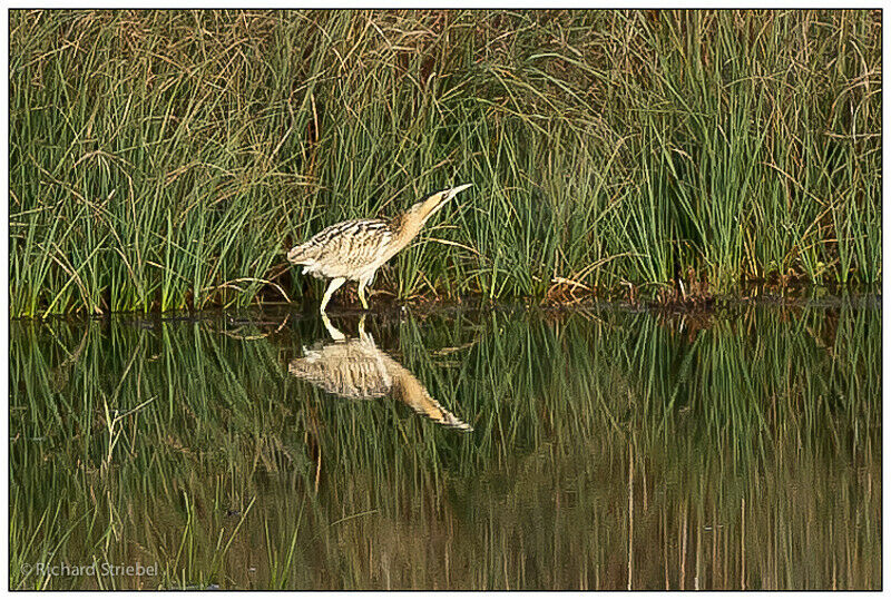 Eurasian Bittern