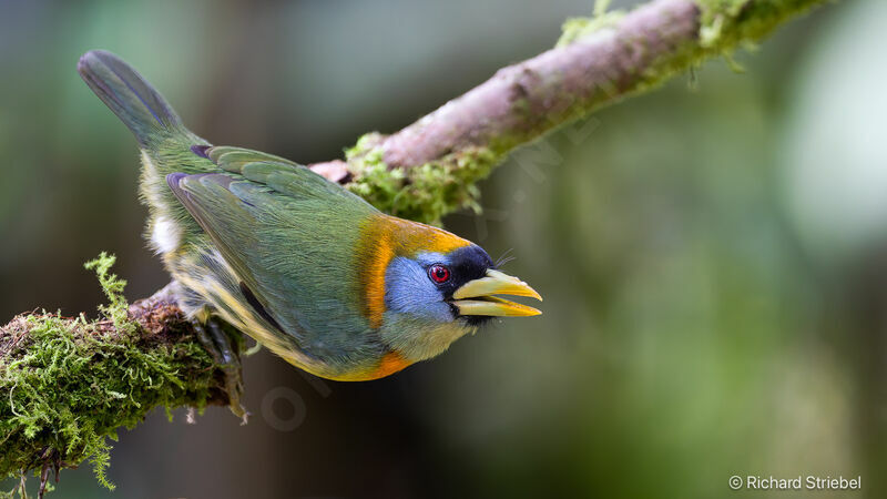 Red-headed Barbet female adult