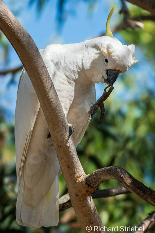 Sulphur-crested Cockatoo