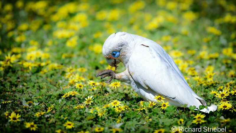 Cacatoès corella