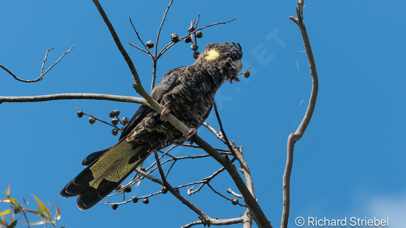 Yellow-tailed Black Cockatoo