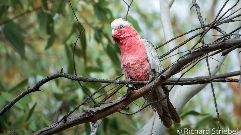 Galah