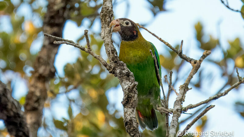 Brown-hooded Parrot