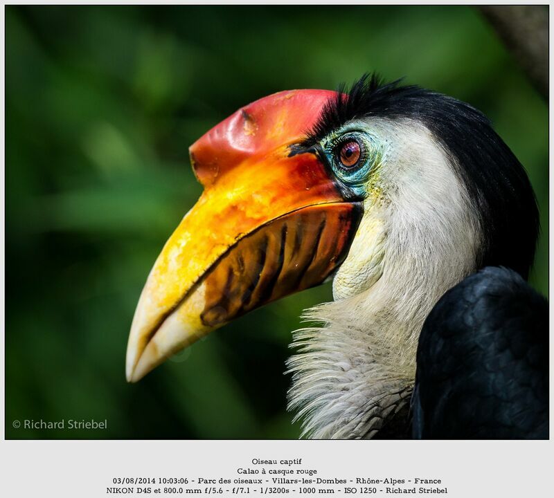 Wrinkled Hornbill