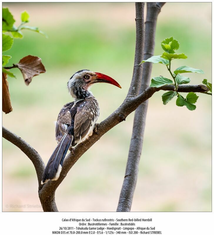 Southern Red-billed Hornbill