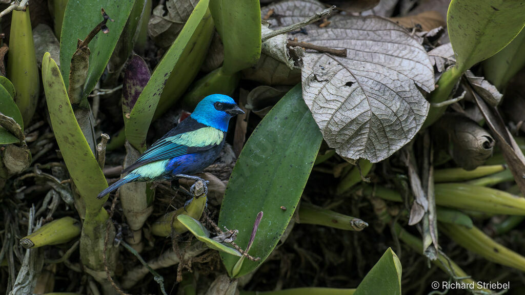 Calliste à cou bleuadulte