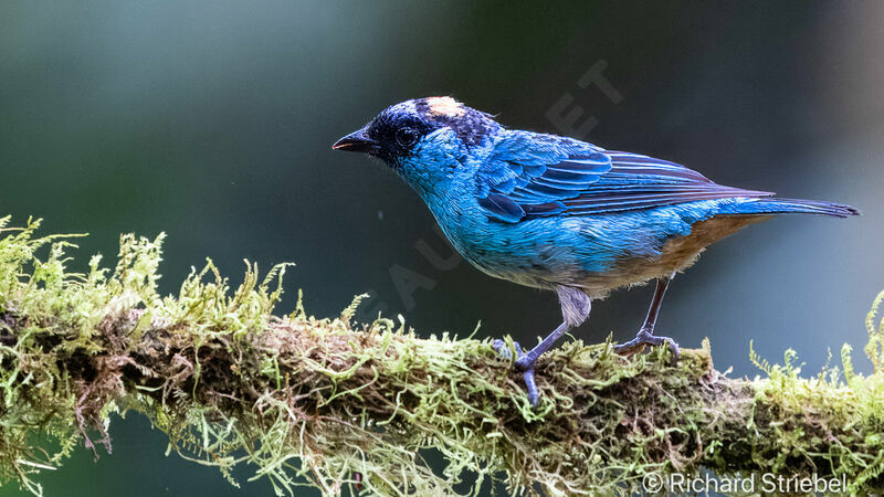 Golden-naped Tanager