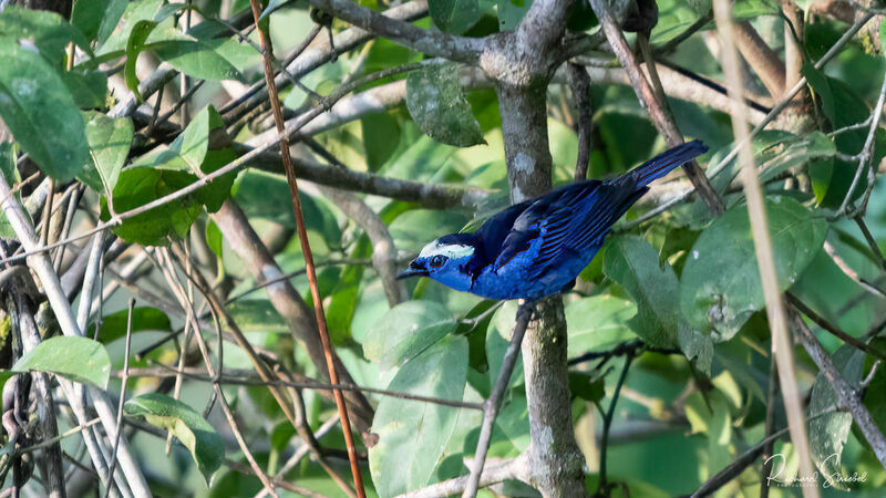 Opal-crowned Tanager