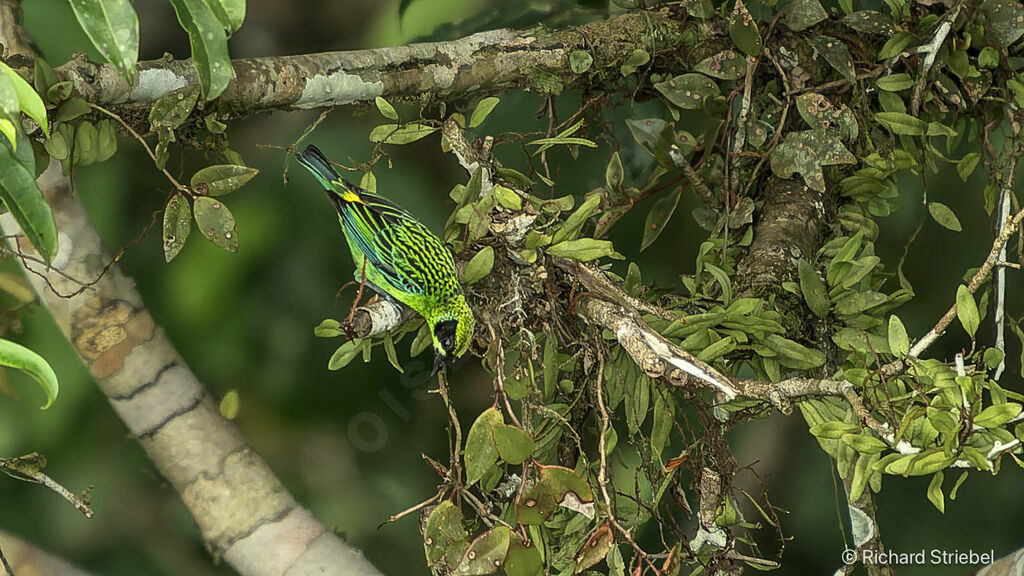 Green-and-gold Tanager male adult breeding