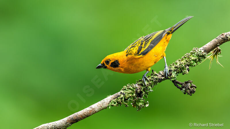 Golden Tanager