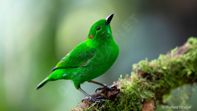 Glistening-green Tanager