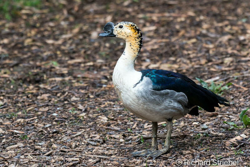 Knob-billed Duck