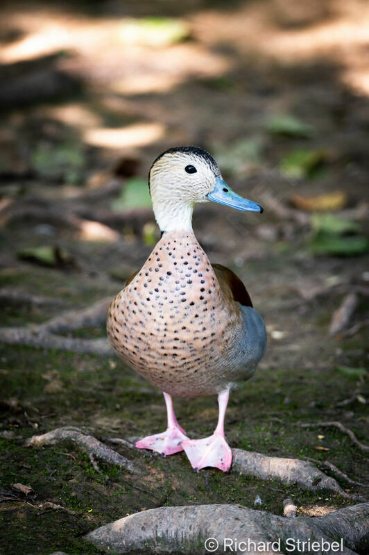 Ringed Teal