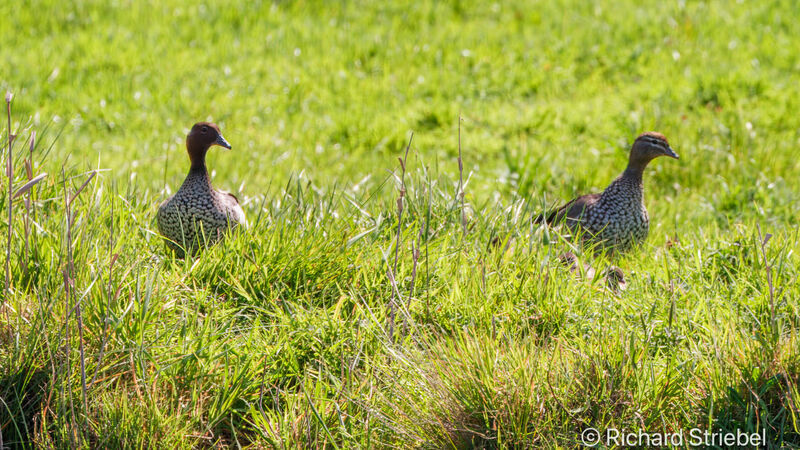 Canard à crinière