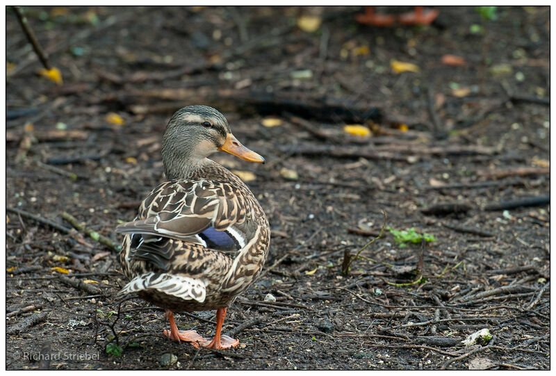 Canard colvert