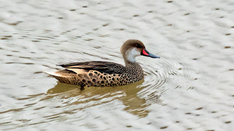 White-cheeked Pintail