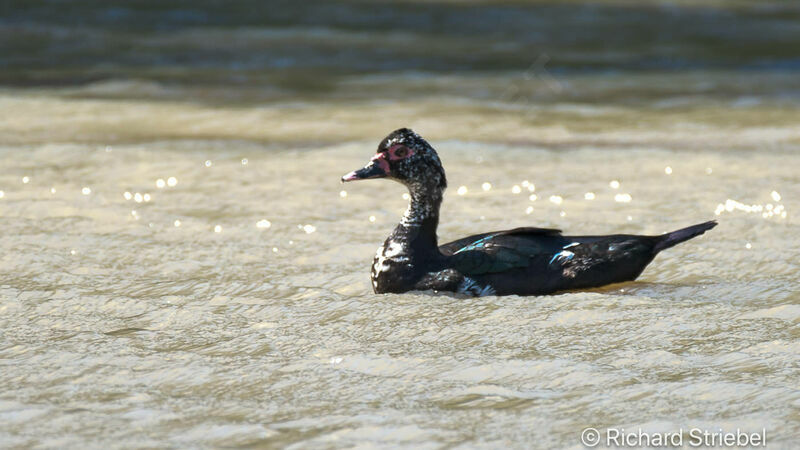 Muscovy Duck