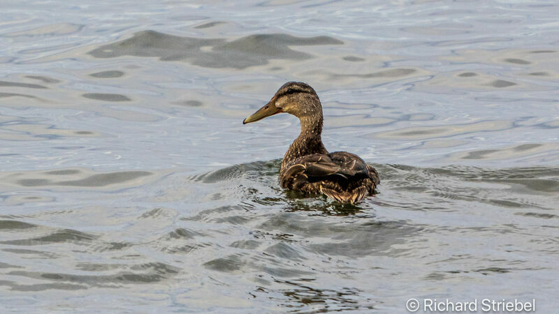 Canard noir