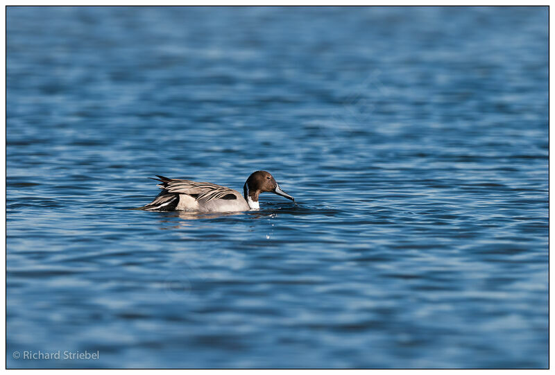 Northern Pintail