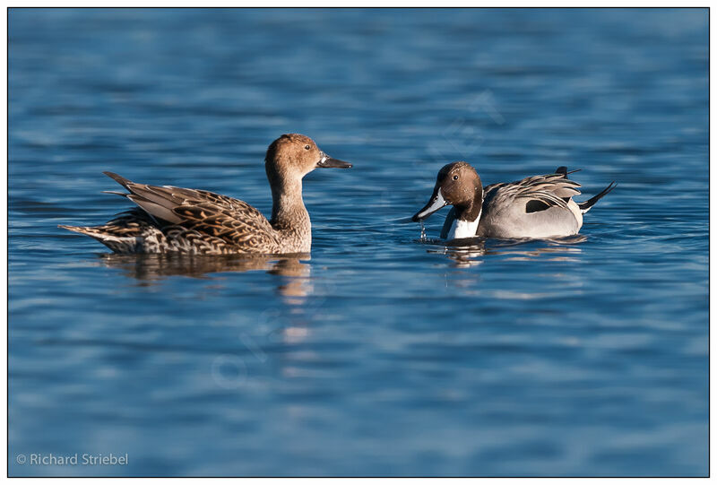 Canard pilet 