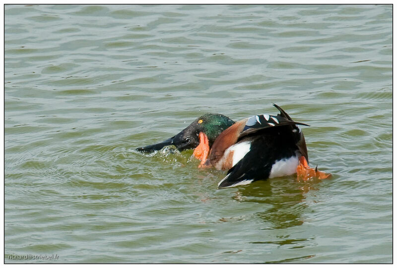 Canard souchet