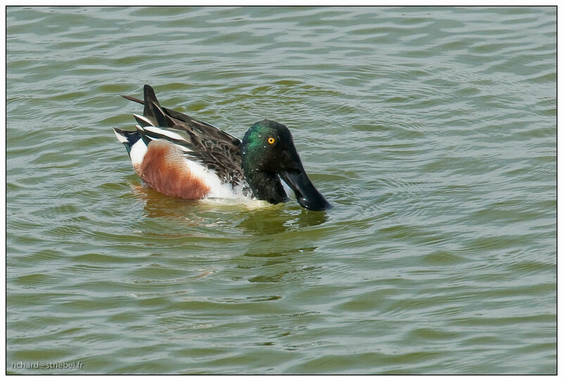 Canard souchet