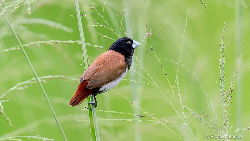 Tricolored Munia