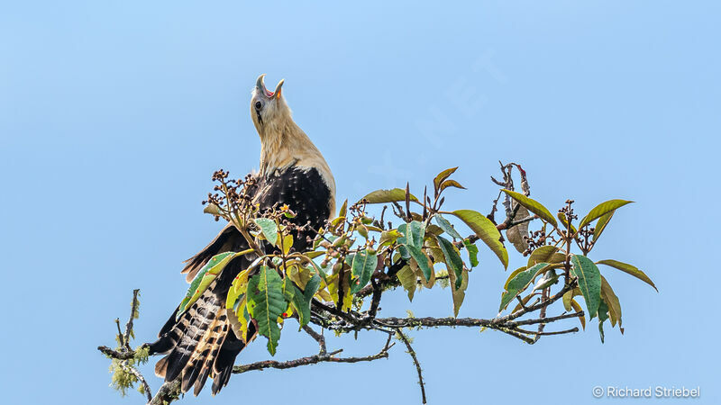 Yellow-headed Caracara