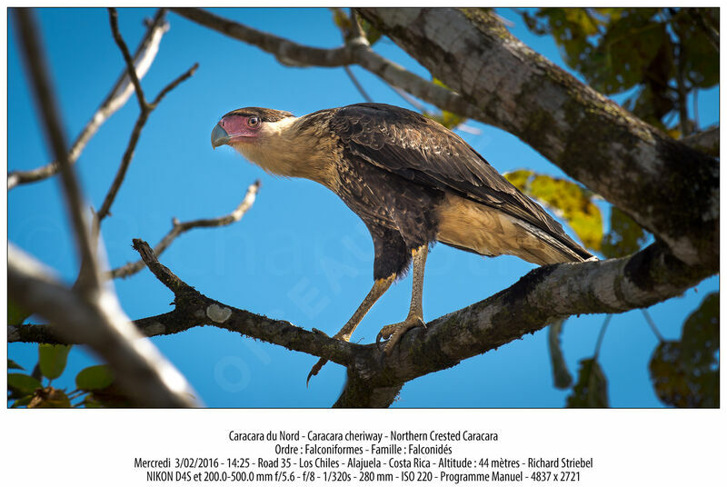 Crested Caracara (cheriway)