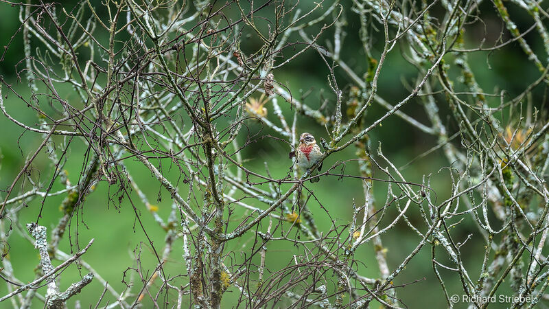 Cardinal à poitrine rose