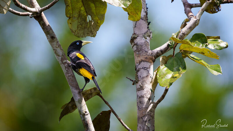 Cassique cul-jaune, identification