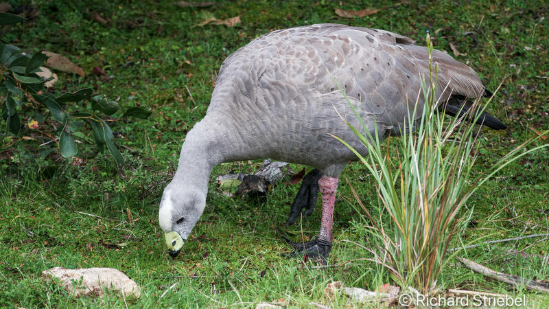 Cape Barren Goose