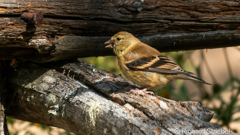 Chardonneret jaune